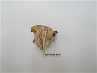 藏品(黃帶隱蛺蝶)的圖片